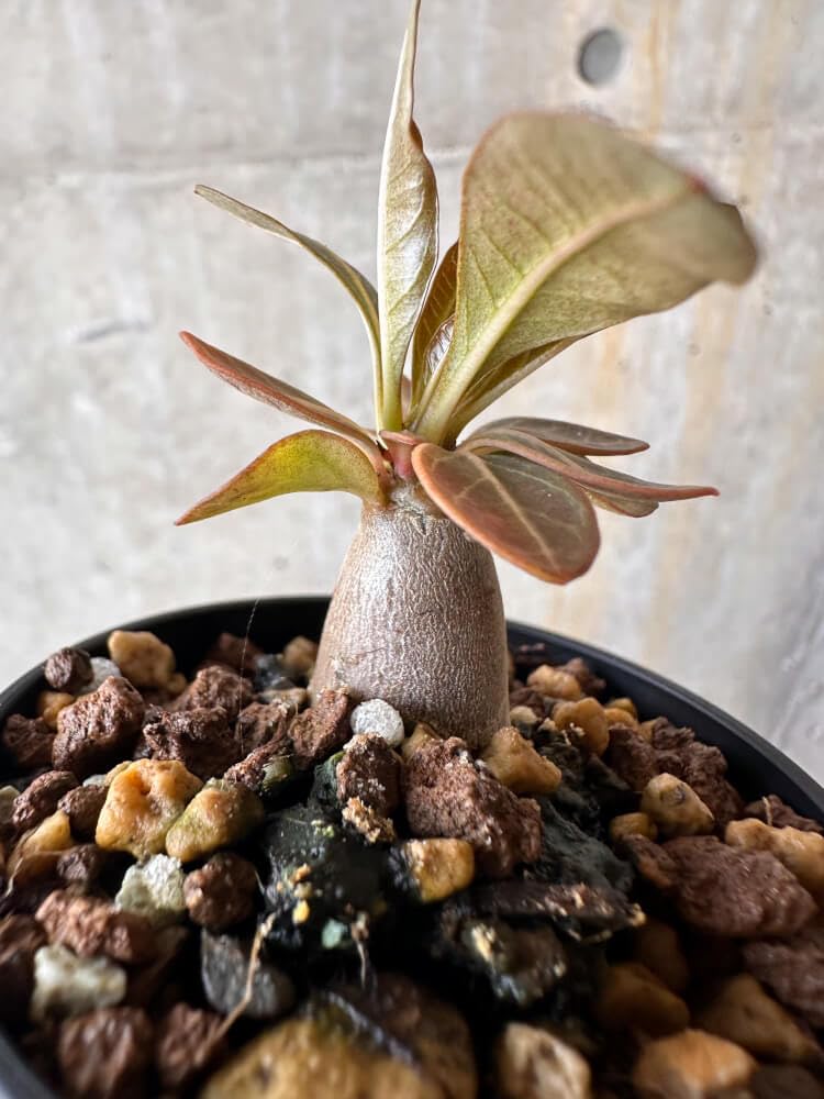 Amazon｜【現品限り】アデニウム・ソコトラナム 実生【G39】 Adenium